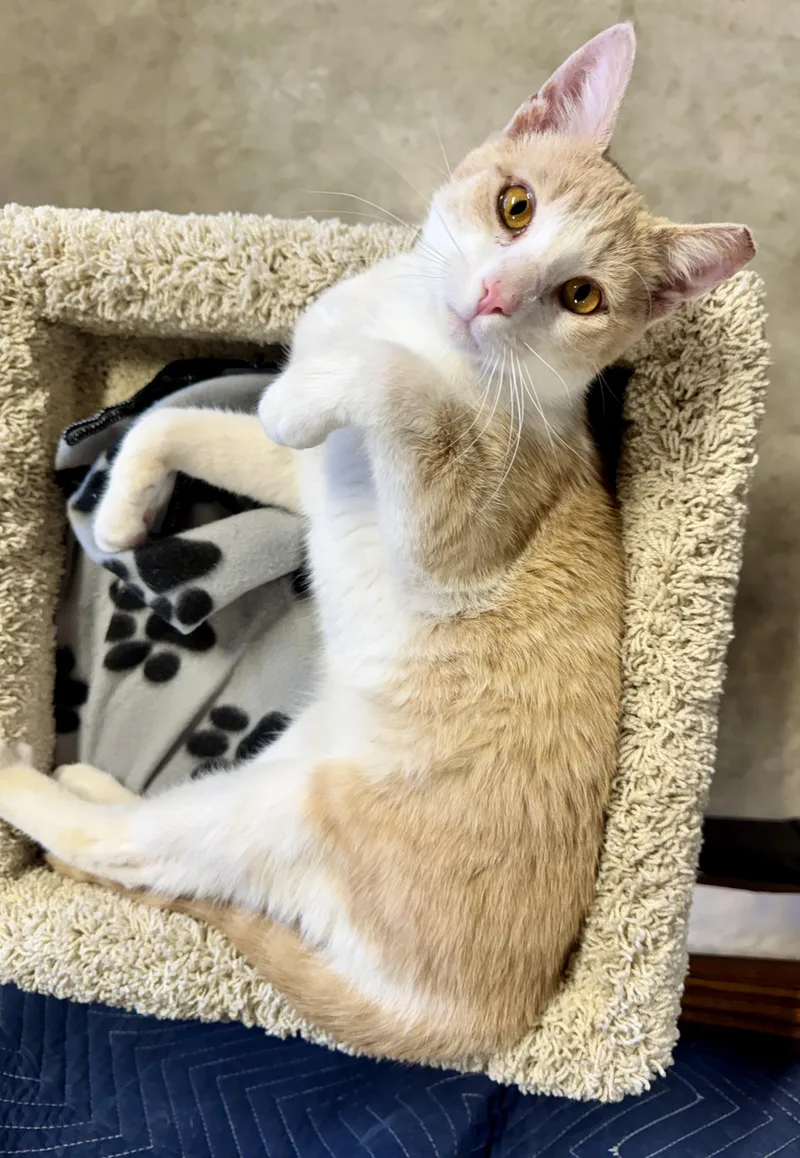 An adult medium-sized male Cream / Ivory Tabby cat named Creamsicle for adoption in San Jose, CA