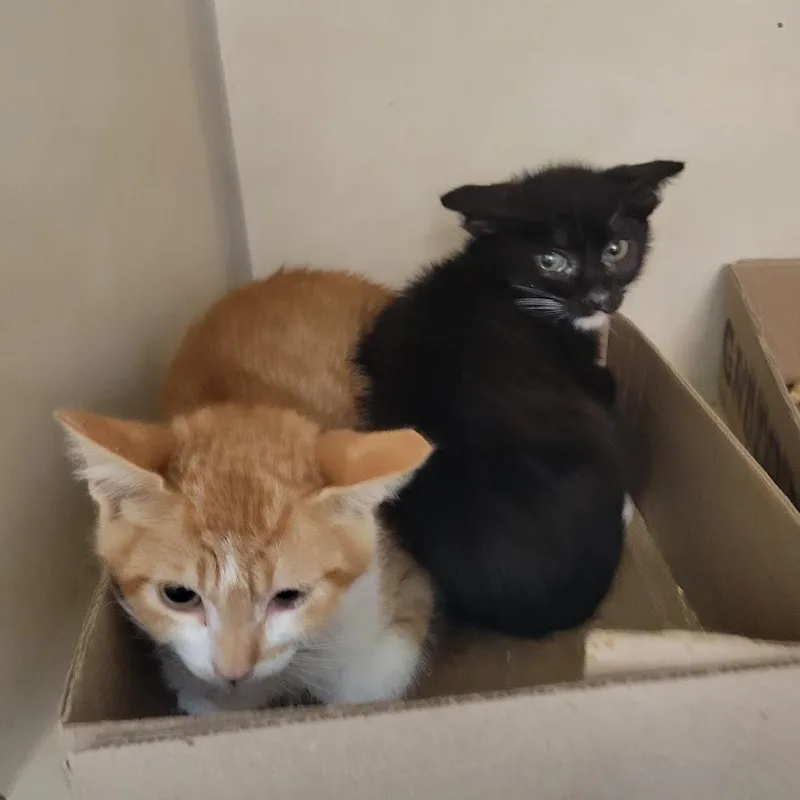 A baby small-sized female Black Domestic Short Hair cat named Pacific for adoption in Westminster, CA