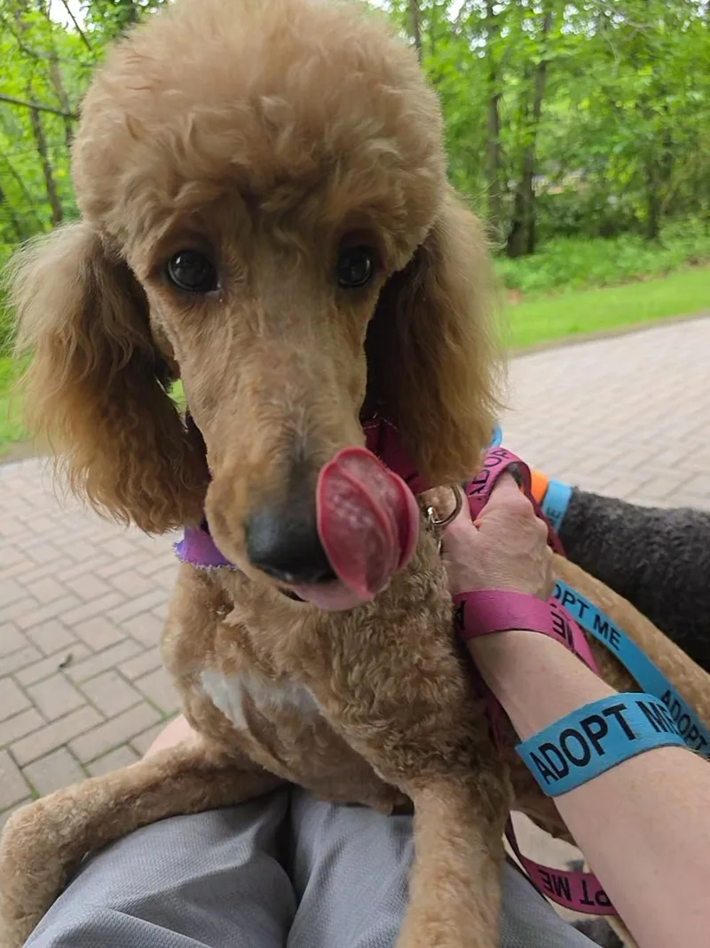 An adult medium-sized female Apricot / Beige Standard Poodle dog named Raine for adoption in Wayne, NJ