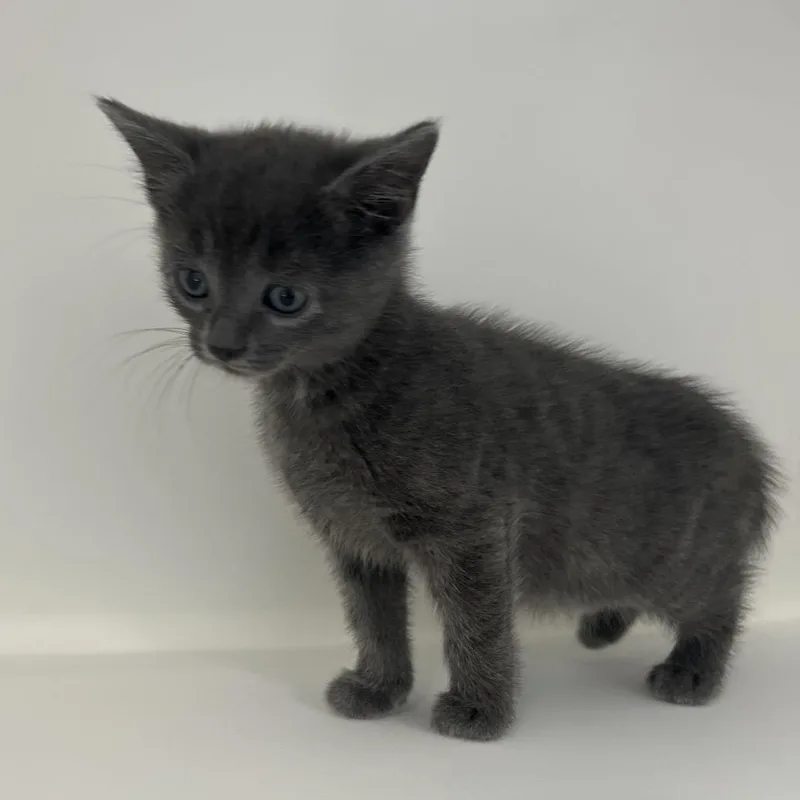 A baby small-sized female Gray / Blue / Silver Domestic Short Hair cat named Grandfather Clock for adoption in Greensboro, NC