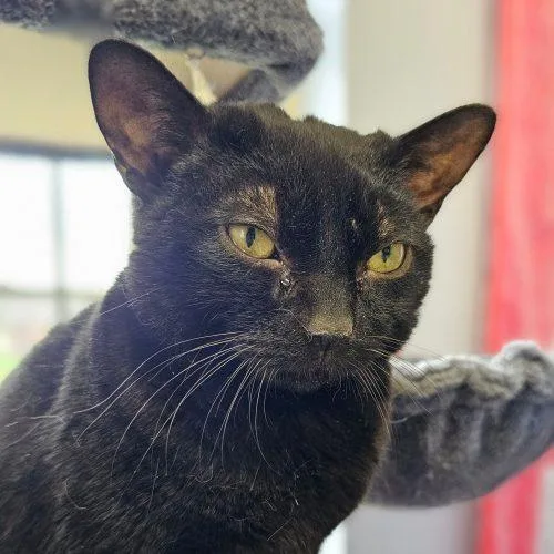 An adult medium-sized male Black Domestic Short Hair cat named Buddy C for adoption in Frankfort, KY