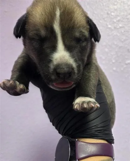 A baby small-sized male Brown / Chocolate Australian Cattle Dog / Blue Heeler dog named Robert for adoption in El Paso, TX