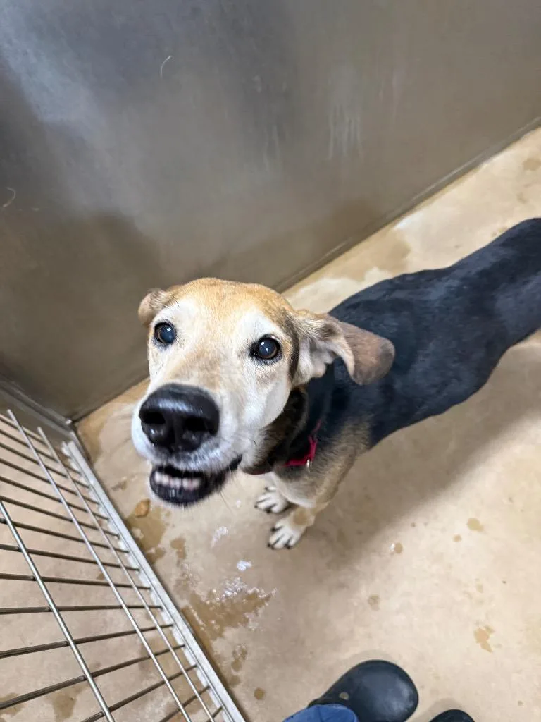 A senior large-sized male Mixed Breed dog named Moose for adoption in Albion, NY