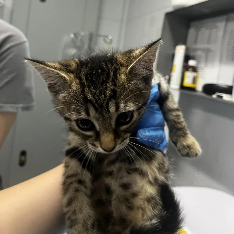 A baby small-sized female Brown / Chocolate Domestic Short Hair cat named Reyna @ Pet Supermarket for adoption in Summerville, SC