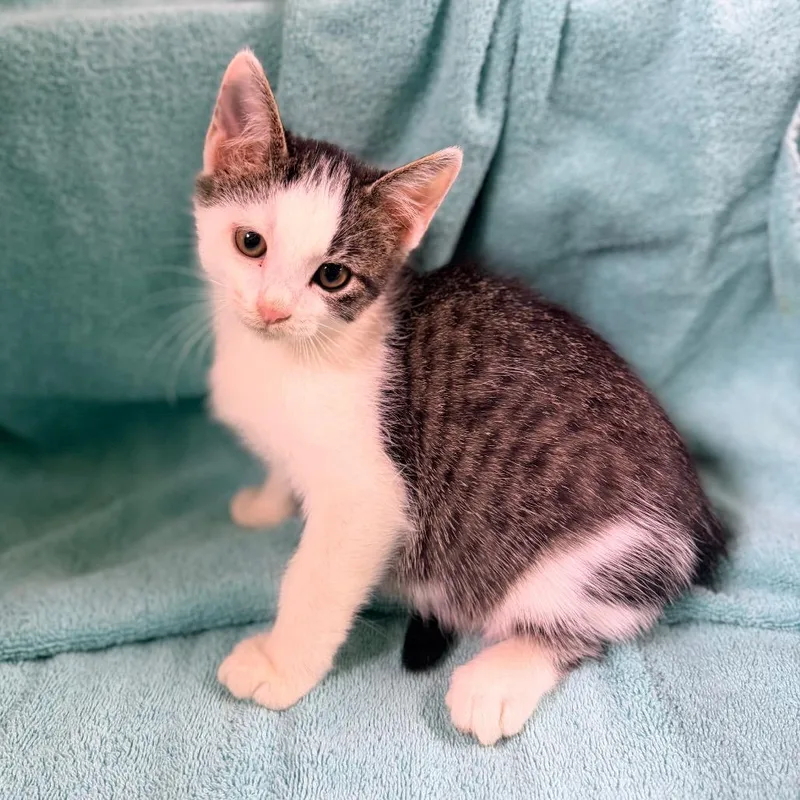 A baby small-sized male Gray / Blue / Silver Domestic Short Hair cat named Cannoli for adoption in Columbus, GA