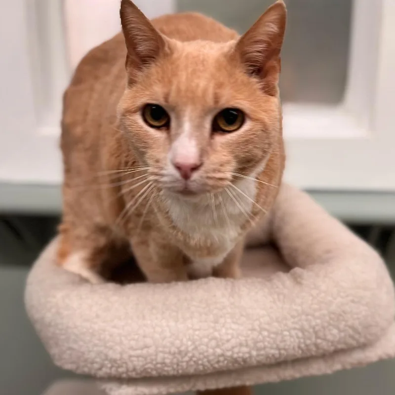 An adult large-sized male Buff / Tan / Fawn Domestic Short Hair cat named Pip for adoption in Pittsford, VT