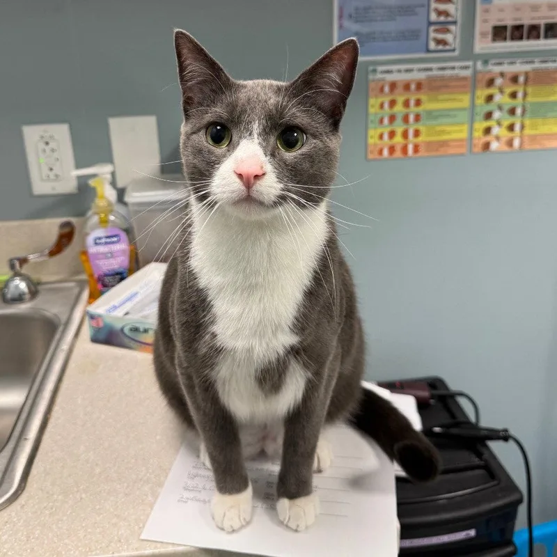 A young medium-sized male Gray & White Domestic Short Hair cat named Pudge for adoption in New Castle, DE