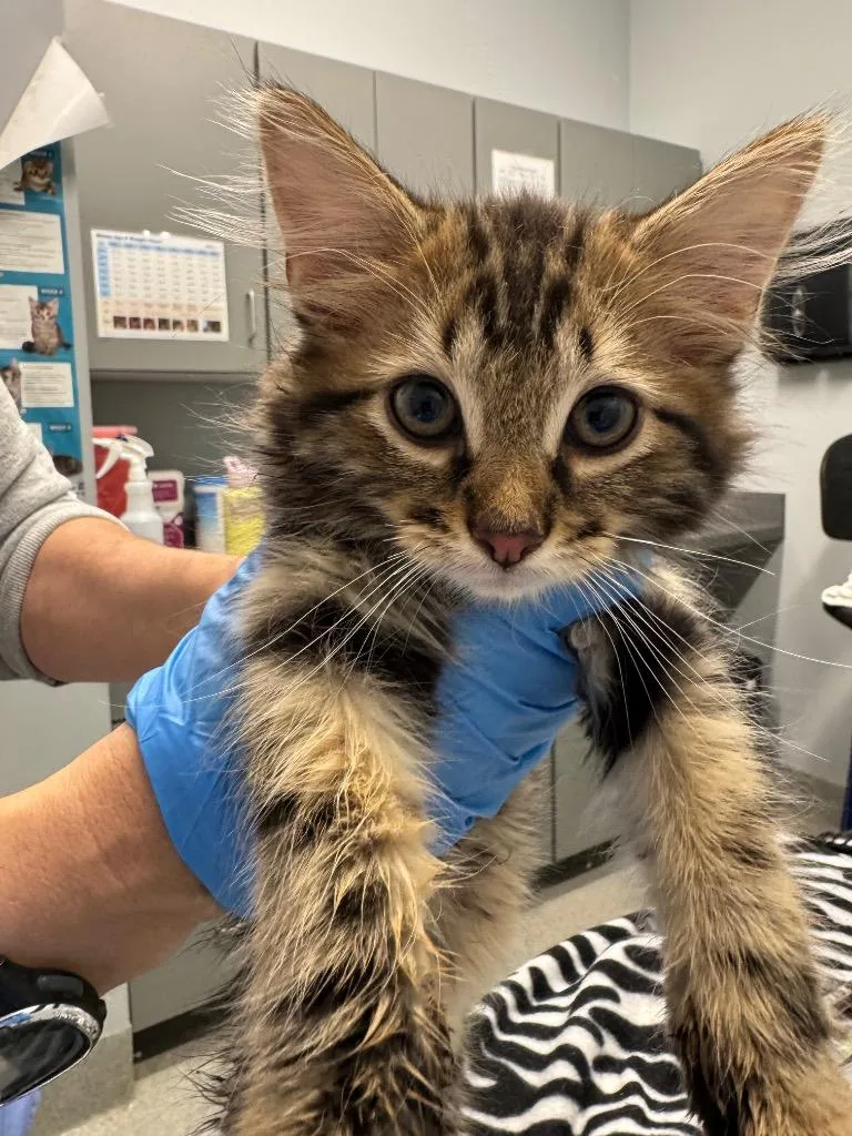 A baby medium-sized male Domestic Long Hair cat named Cucumber for adoption in Bloomington, IN