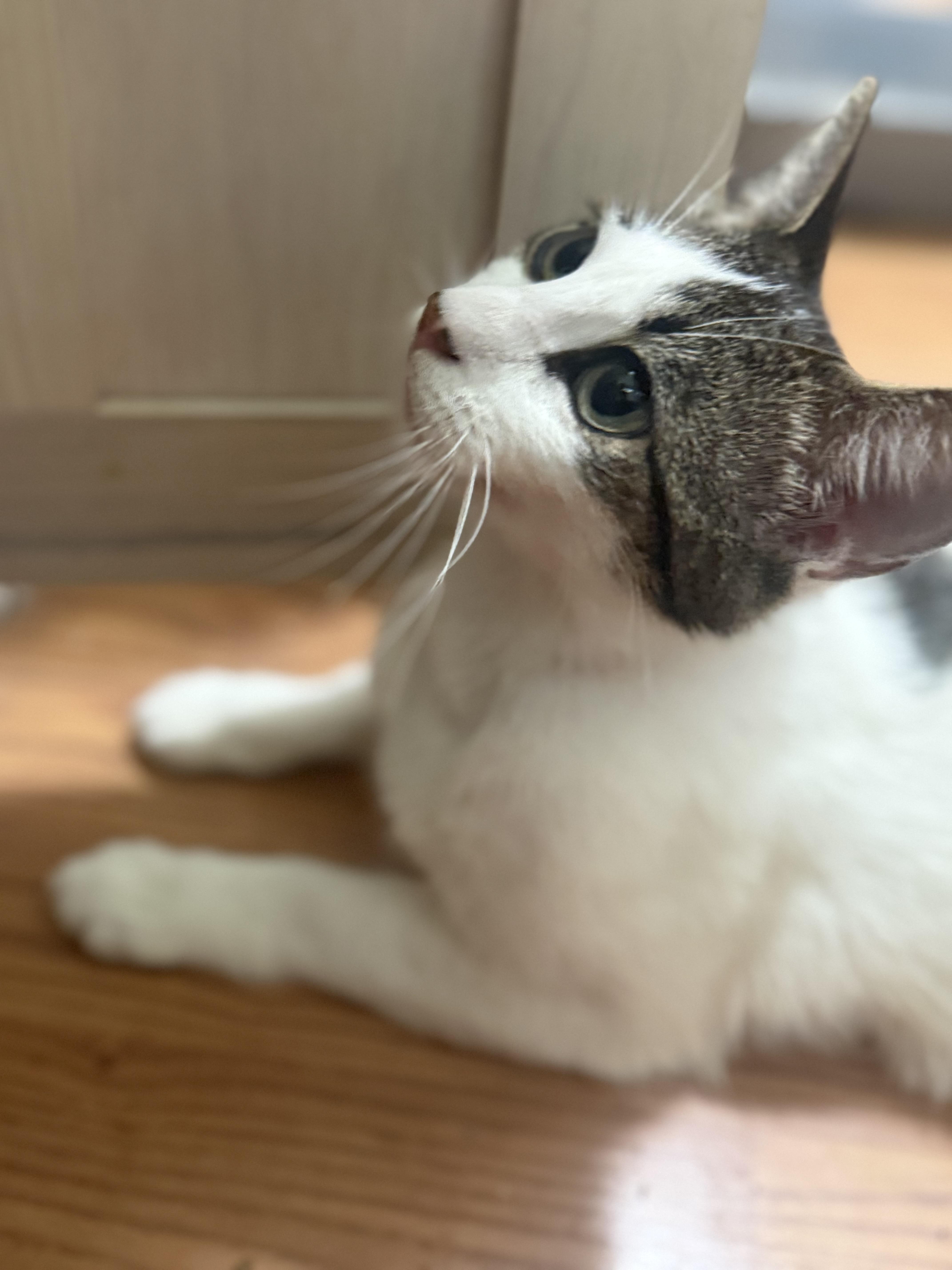 Kahlua
