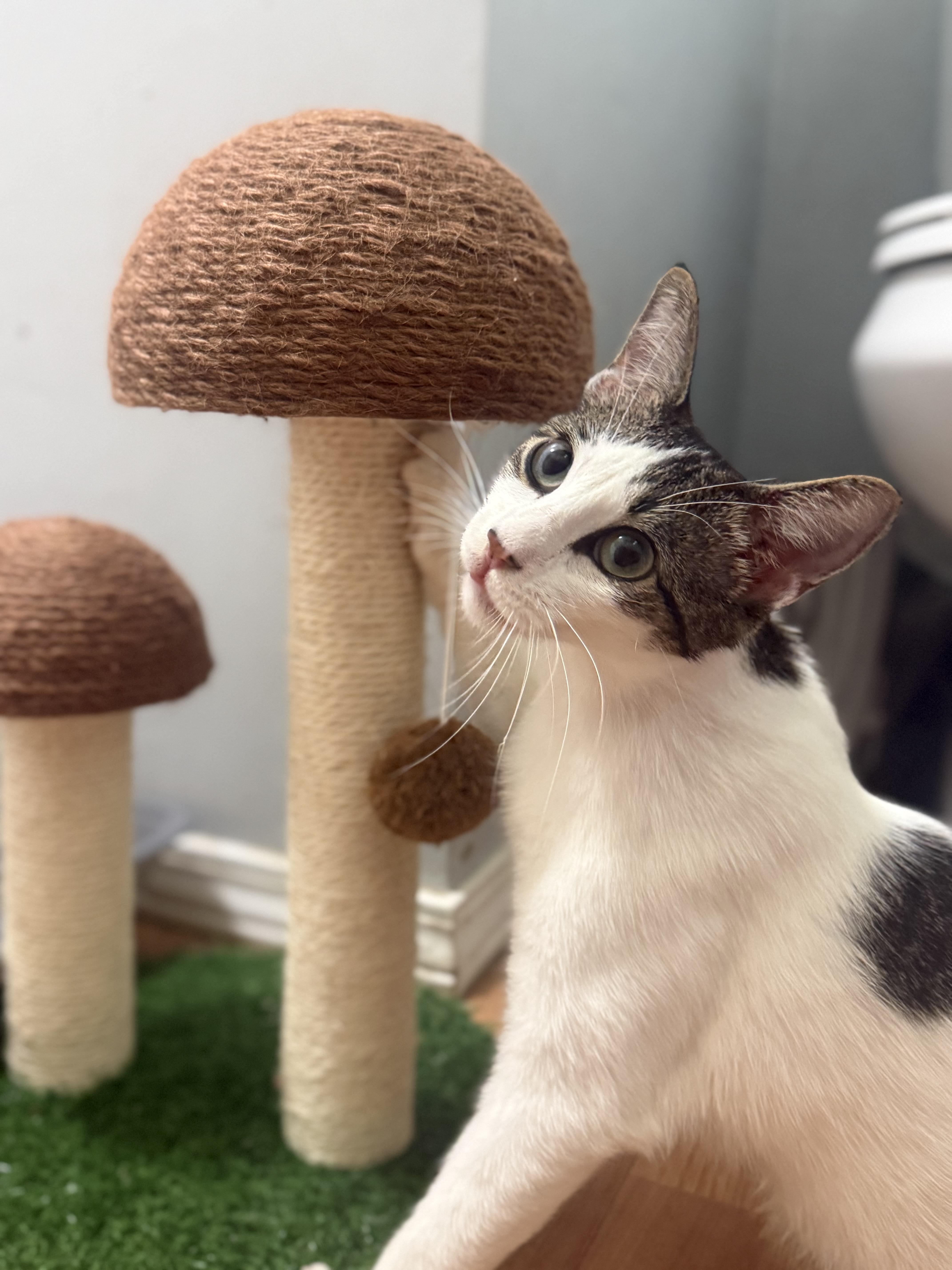 Kahlua thumbnail 2