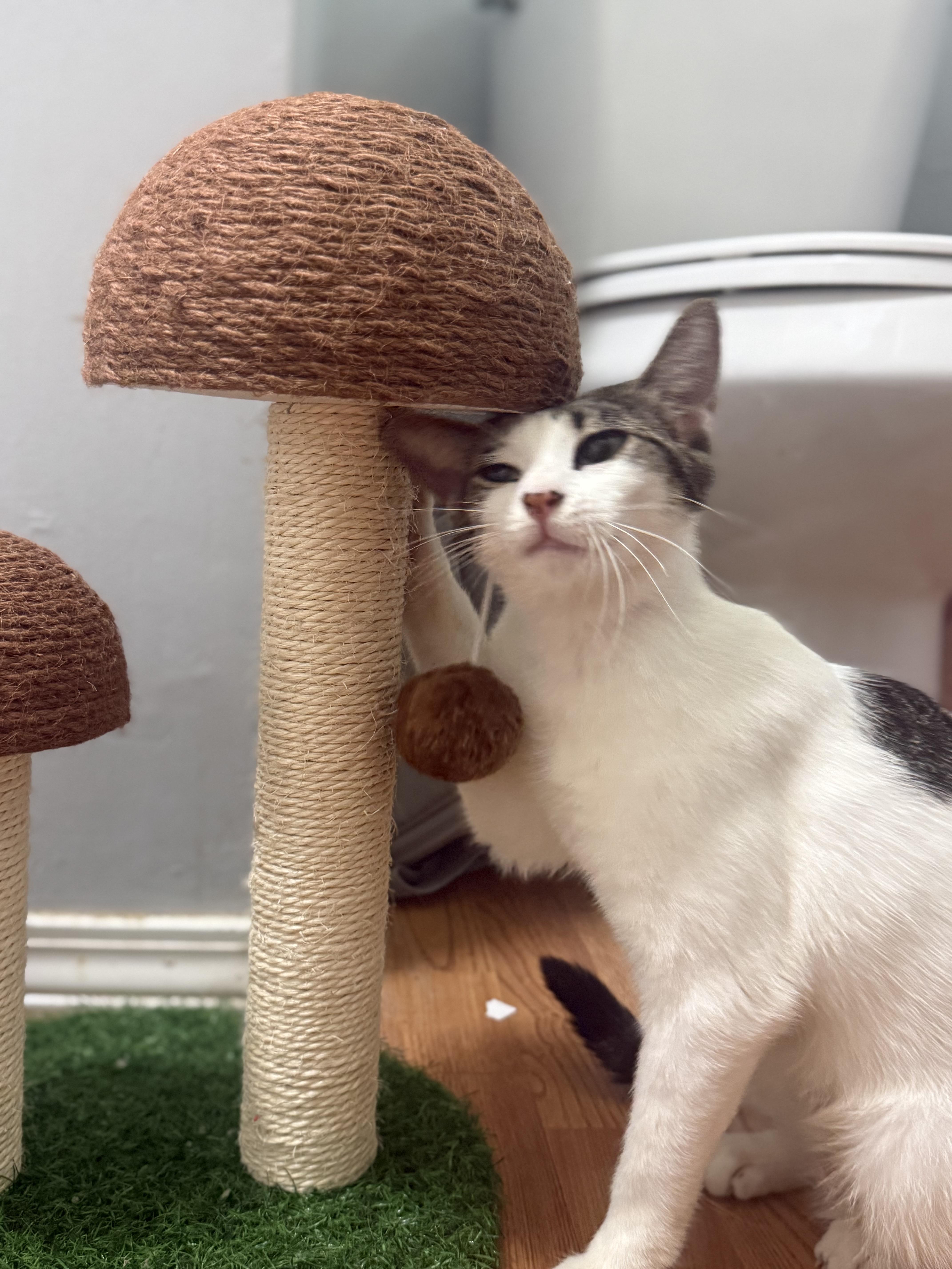 Kahlua thumbnail 3