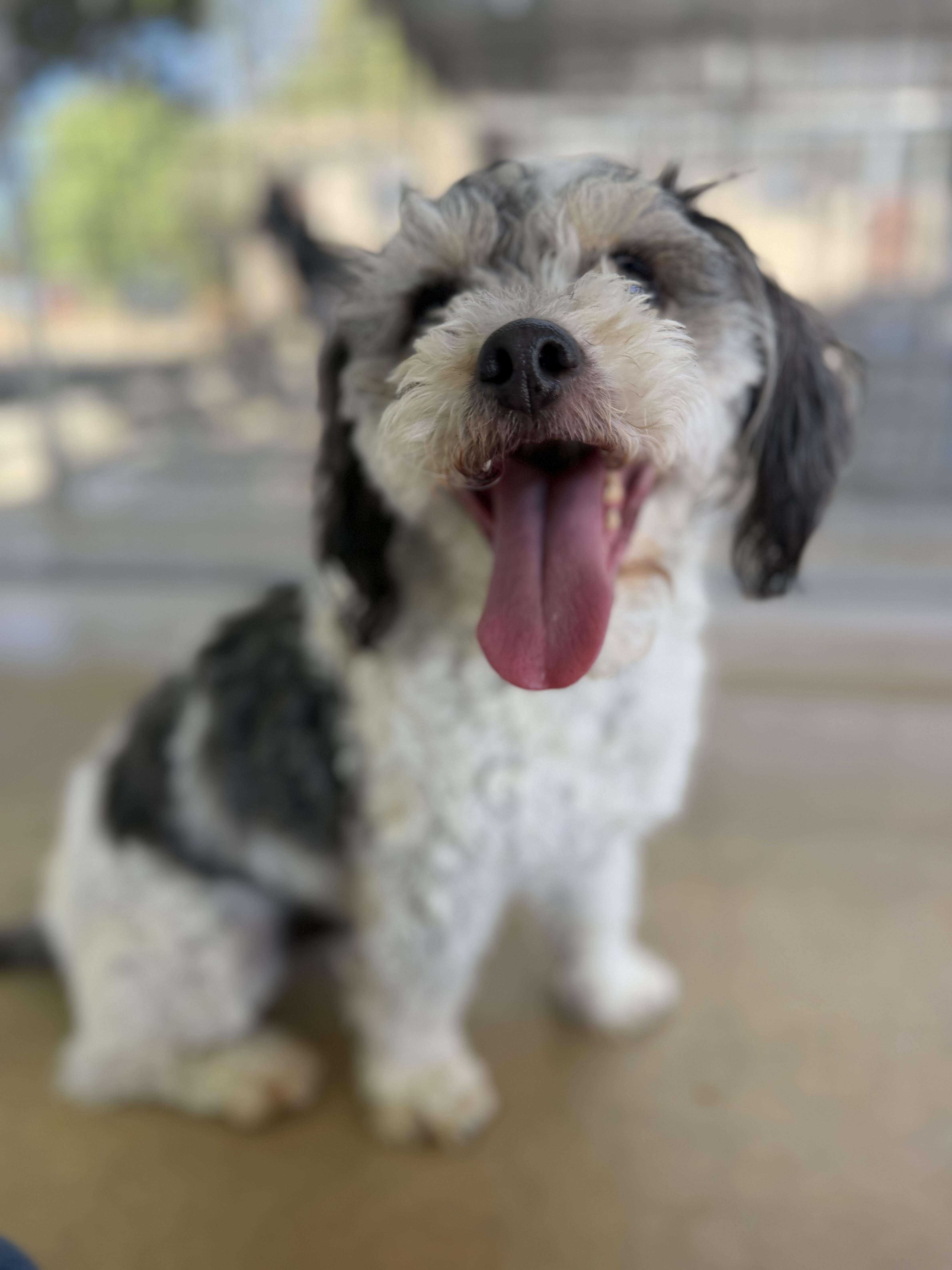 An adult small-sized male Gray / Blue / Silver Poodle dog named Boots for adoption in Littlerock, CA