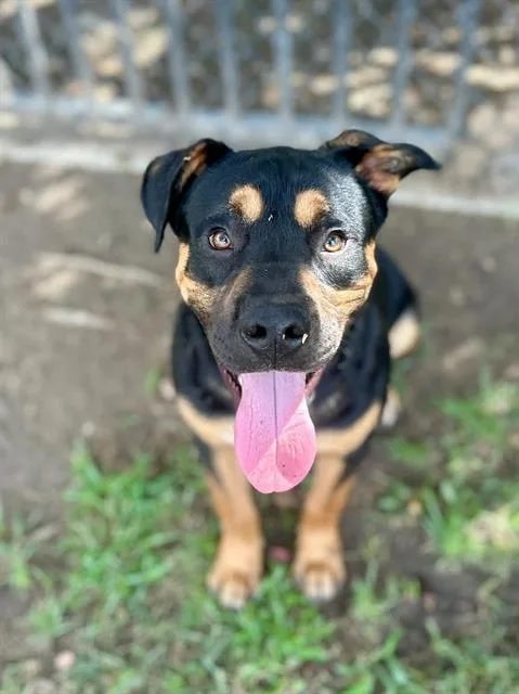 A young medium-sized male Shepherd dog named Bingo for adoption in Riverside, CA