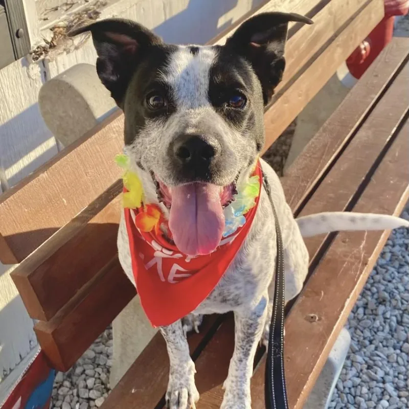 An adult medium-sized female Australian Cattle Dog / Blue Heeler dog named Lennox for adoption in La Grange, KY