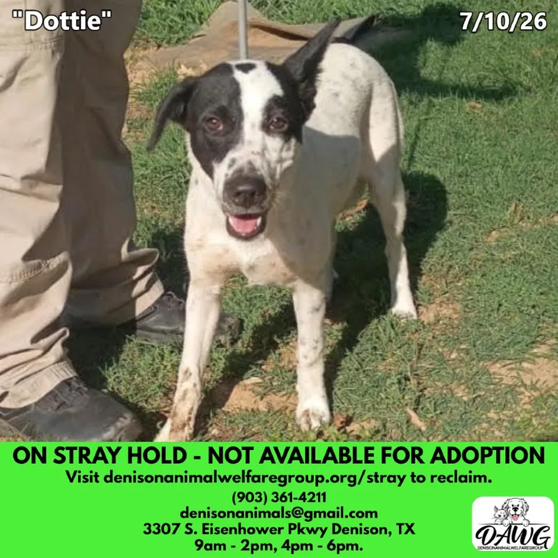 A young medium-sized female White / Cream Cattle Dog dog named Dottie for adoption in Denison, TX