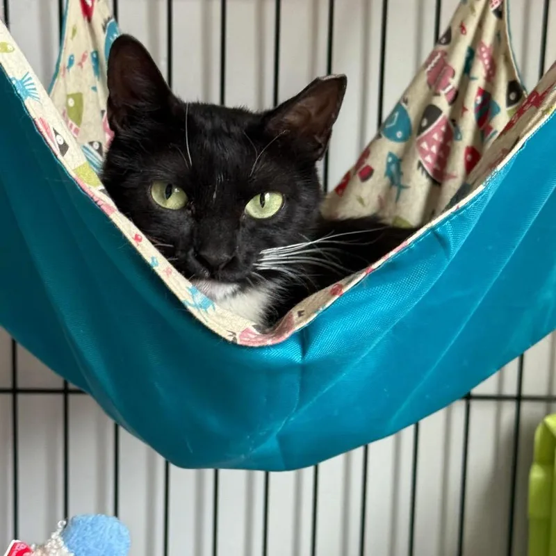 Pam Olson thumbnail 2