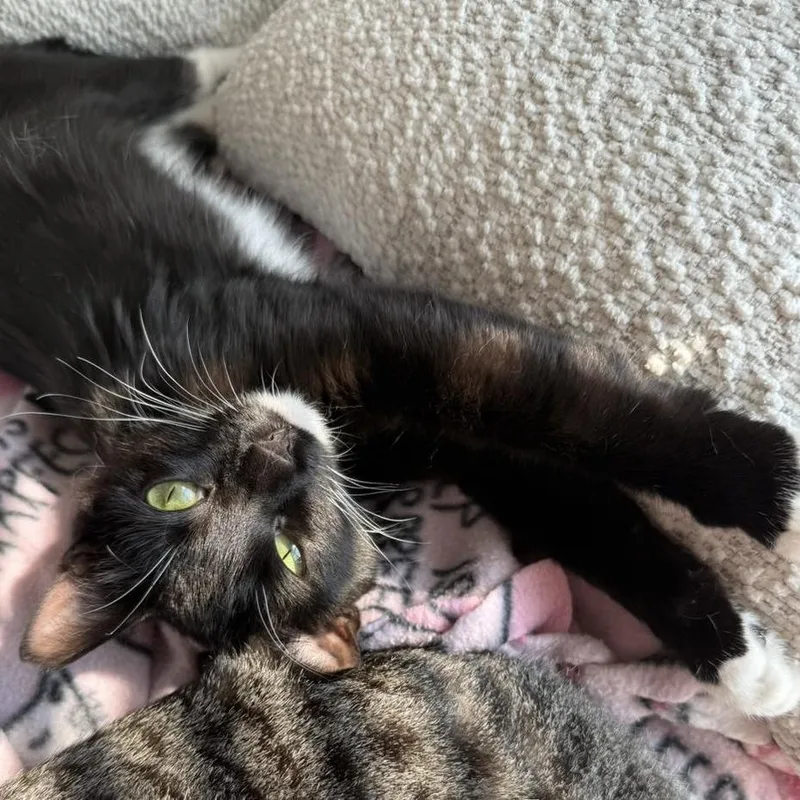 Pam Olson thumbnail 3