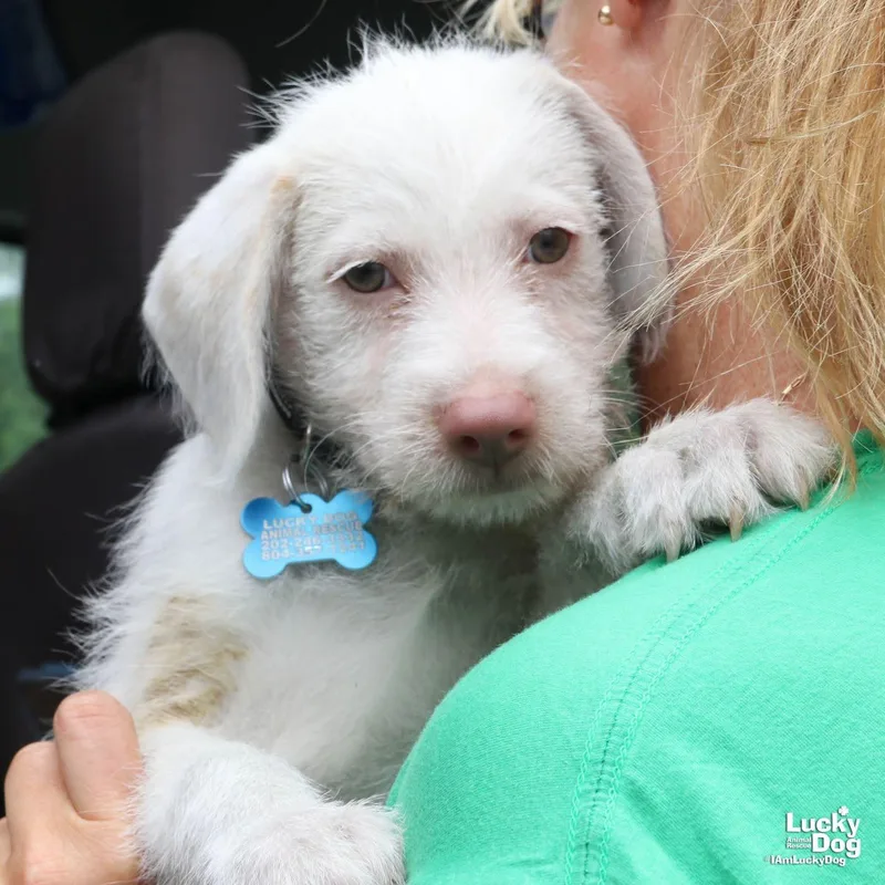 A baby medium-sized male Terrier dog named Troy for adoption in Washington, DC