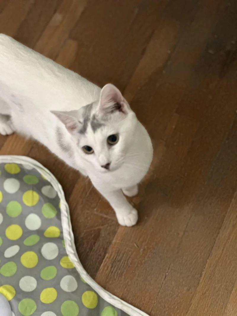 A young medium-sized female Domestic Short Hair cat named Kiwic for adoption in Greenville, DE