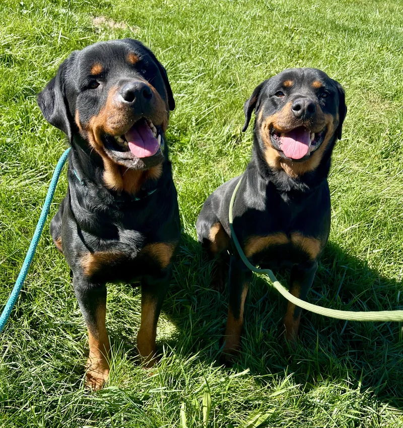 An adult large-sized male Rottweiler dog named Rambo for adoption in Sparta, NC