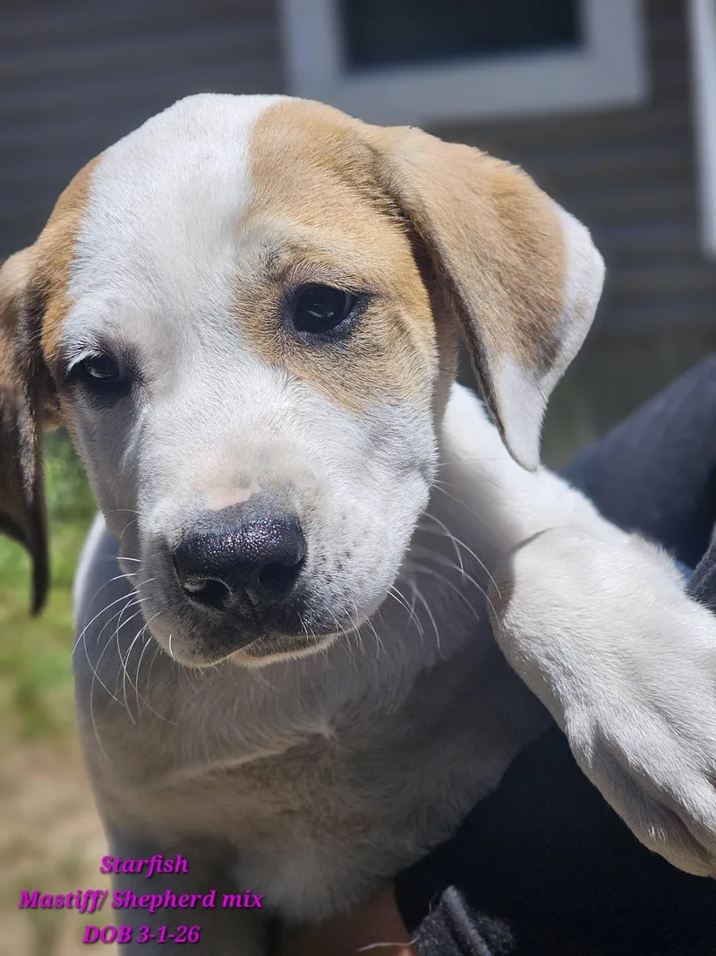 A baby medium-sized female Apricot / Beige Mastiff dog named Starfish for adoption in Fort Payne, AL