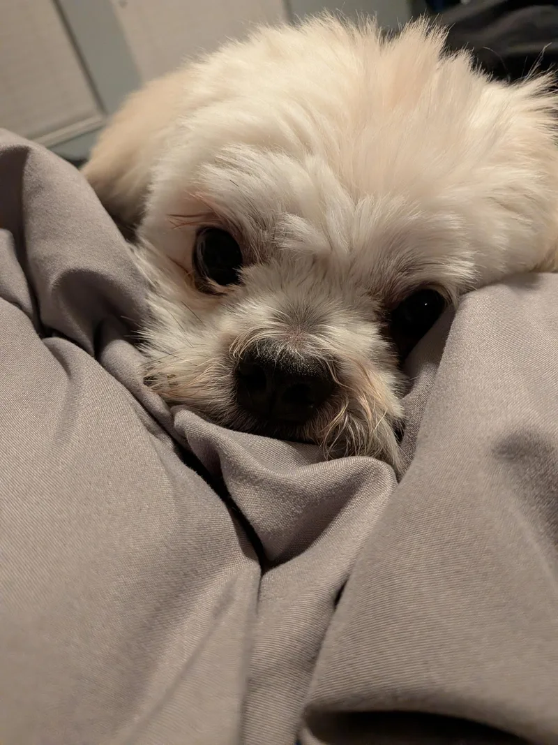 An adult small-sized male Shih Tzu dog named Canyon for adoption in Orlando, FL