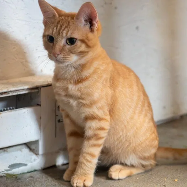 Cheeto GENTLE SWEETHEART