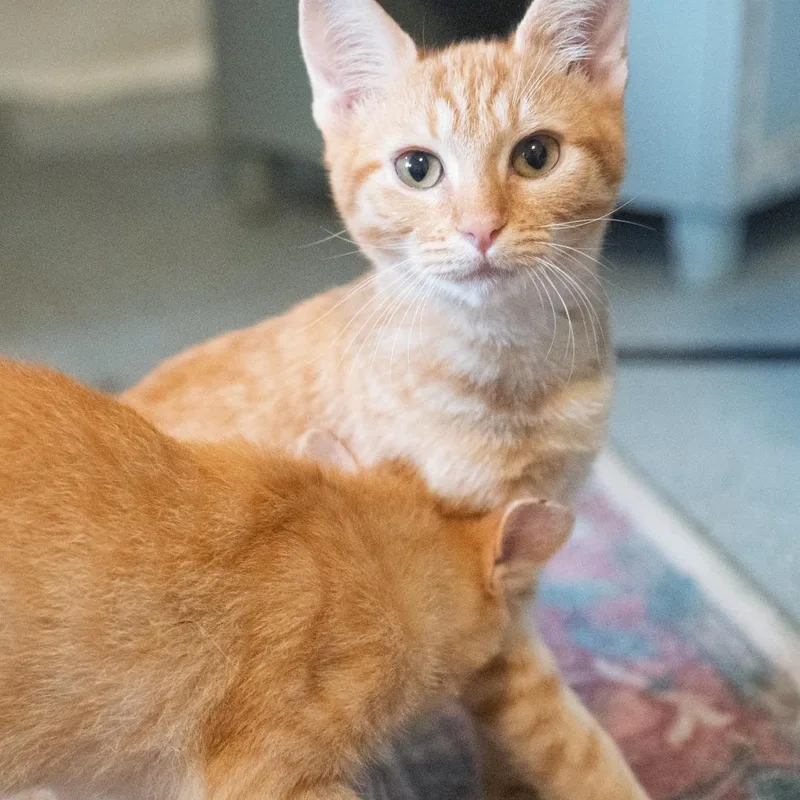 Cheeto GENTLE SWEETHEART thumbnail 2