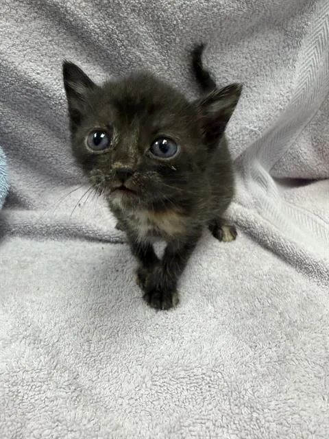 A baby small-sized female Domestic Short Hair cat named Kairi for adoption in Ontario, CA
