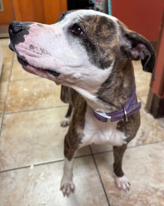 An adult large-sized female Brindle Mixed Breed dog named Janet Weiss for adoption in Cincinnati, OH