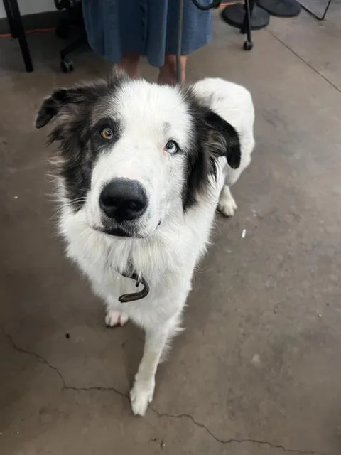 An adult large-sized male Mixed Breed dog named Moose for adoption in Dallas, TX