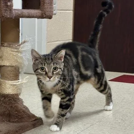 Hyacinth thumbnail 2