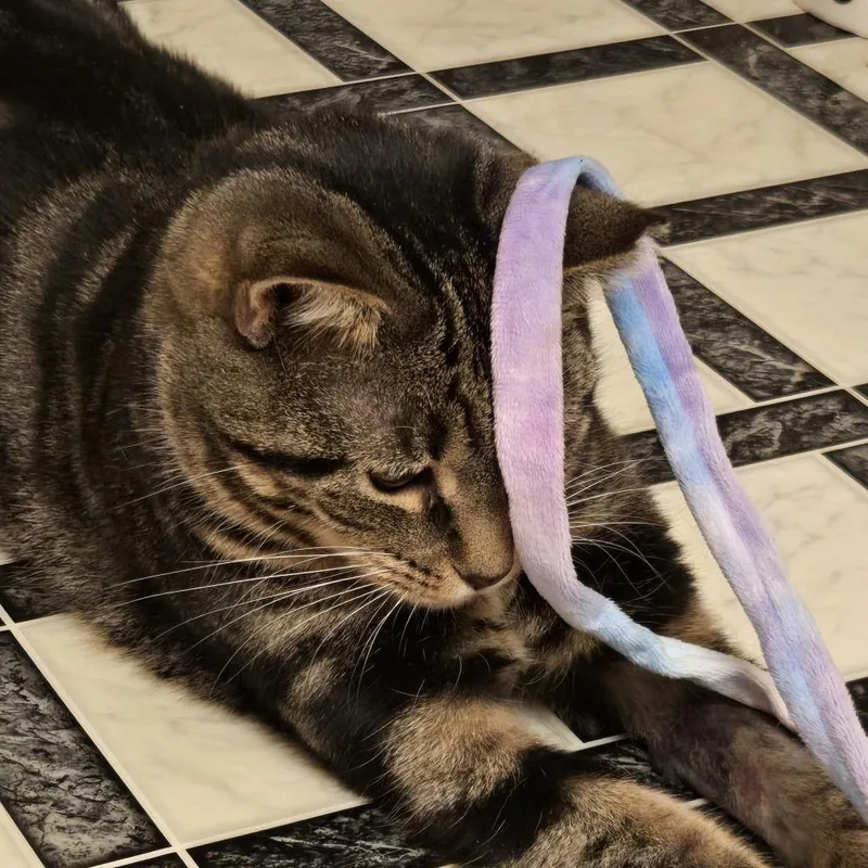 Hyacinth thumbnail 3