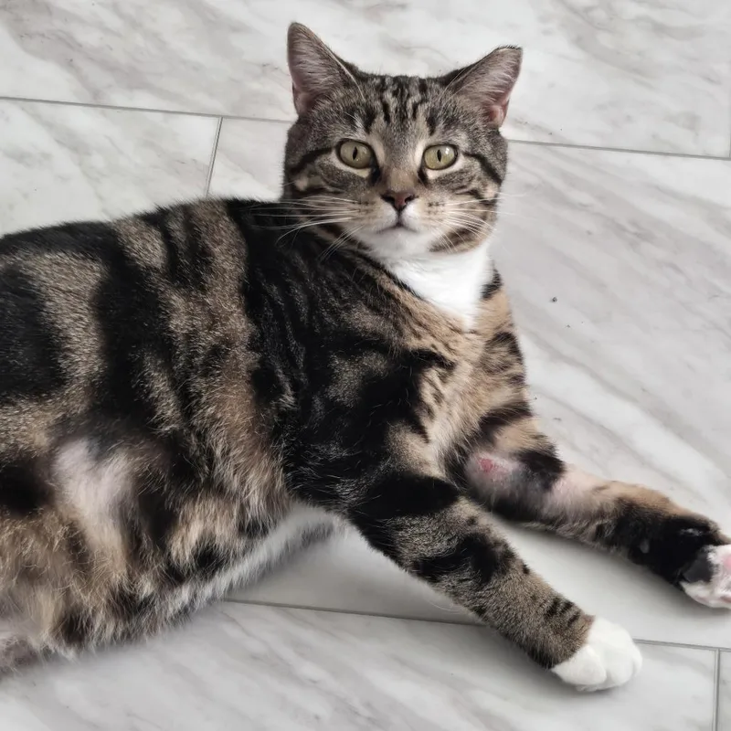 Hyacinth thumbnail 4