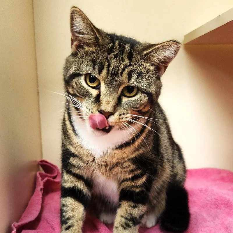 Hyacinth thumbnail 5