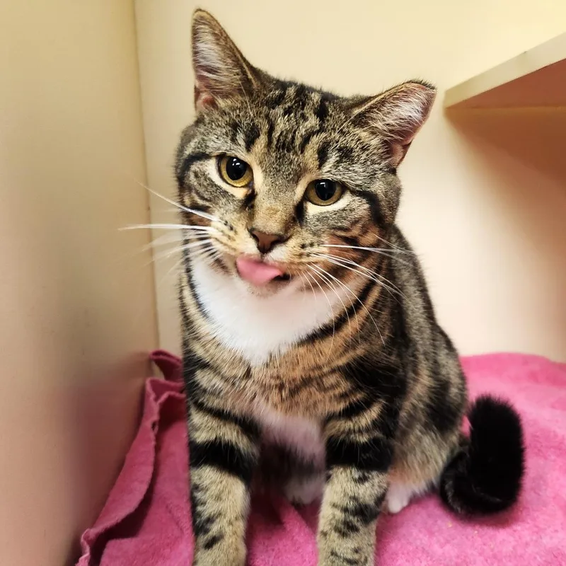 Hyacinth thumbnail 6