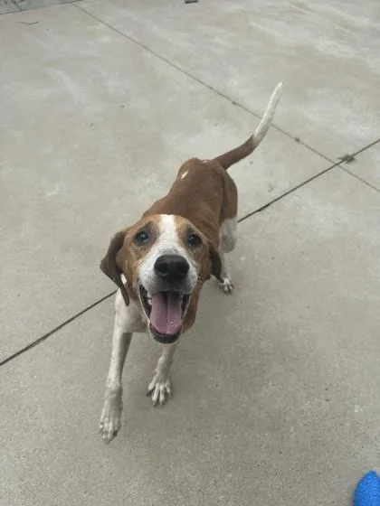 Otis