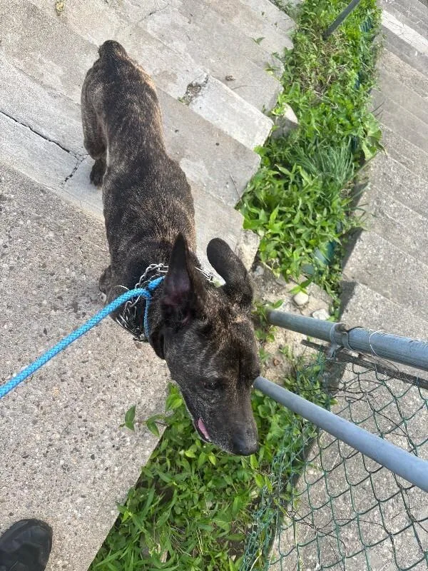 A senior medium-sized male Brindle Mixed Breed dog named Dexter for adoption in Cincinnati, OH