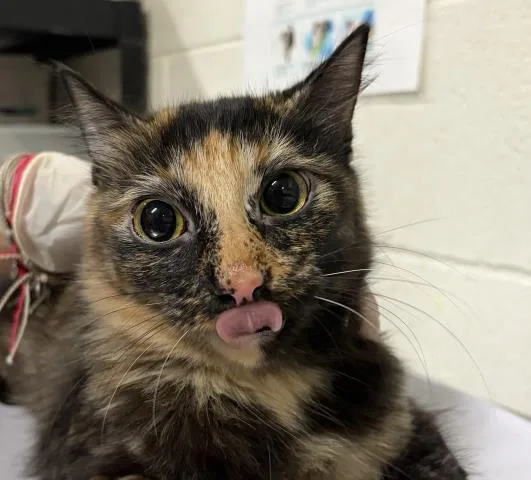 A young medium-sized female Domestic Short Hair cat named Autumn for adoption in Pensacola, FL