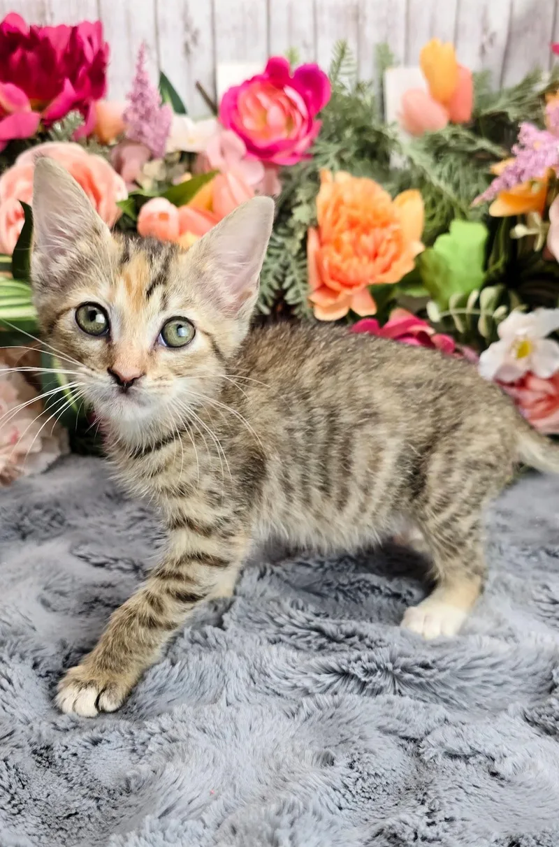 A baby small-sized female Tabby (Brown / Chocolate) Domestic Short Hair cat named Cherry for adoption in Ocean Springs, MS