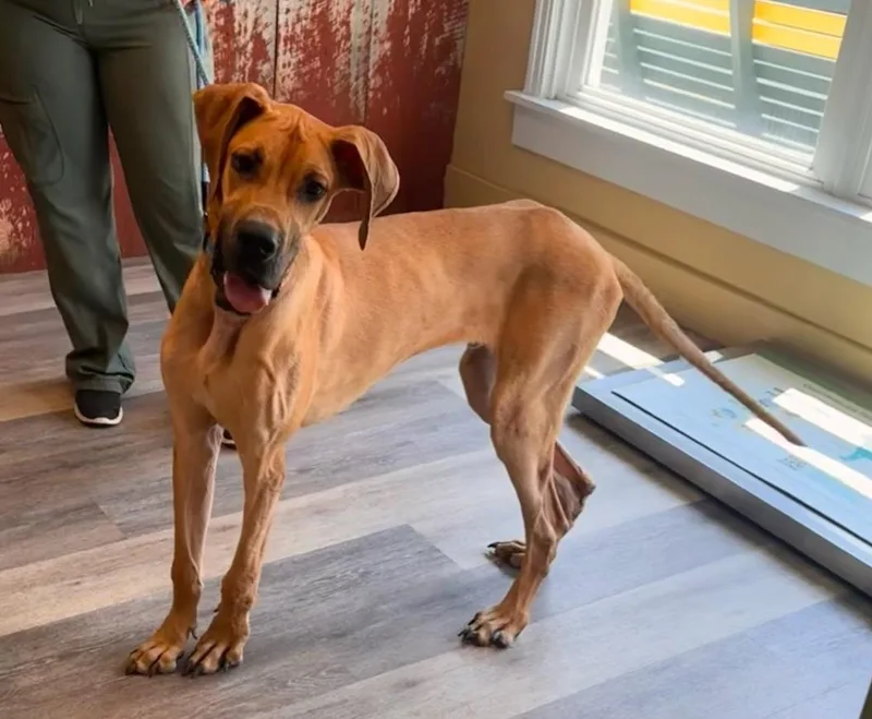 A baby large-sized male Yellow / Tan / Blond / Fawn Great Dane dog named Marmaduke "duke" for adoption in Woodsfield, OH