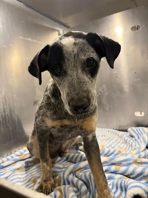 A young medium-sized male Australian Cattle Dog / Blue Heeler dog named Perch for adoption in San Antonio, TX
