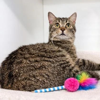 An adult small-sized female British Shorthair cat named Octavia for adoption in Voorhees, NJ