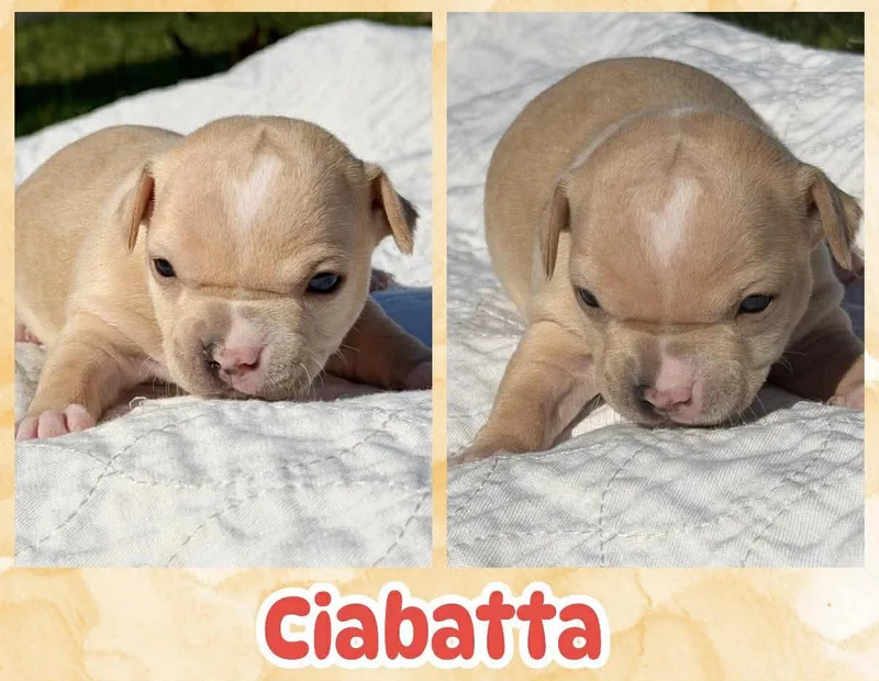 A baby small-sized female Yellow / Tan / Blond / Fawn Chihuahua dog named Ciabatta for adoption in Ringwood, NJ