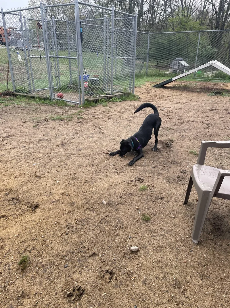 A baby medium-sized male Labrador Retriever dog named Jimmy for adoption in Manchester, NH