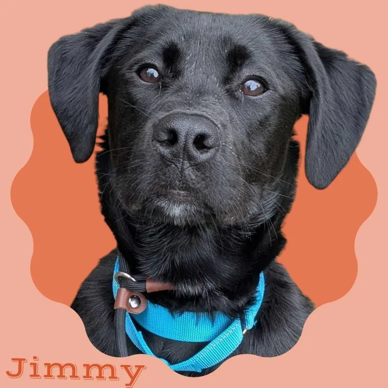 Jimmy thumbnail 4