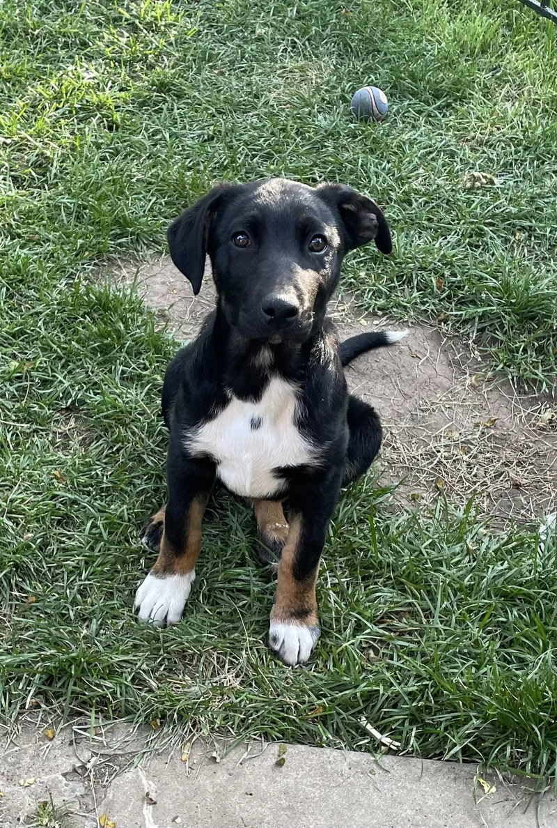 A baby large-sized male Shepherd dog named Uncle Rico for adoption in Salt Lake City, UT