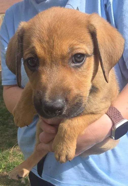 A baby medium-sized male Black Mouth Cur dog named Pumpkin for adoption in Salt Lake City, UT