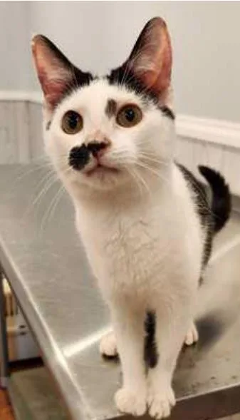 A baby small-sized female Domestic Short Hair cat named Fern for adoption in Fairfax, VA