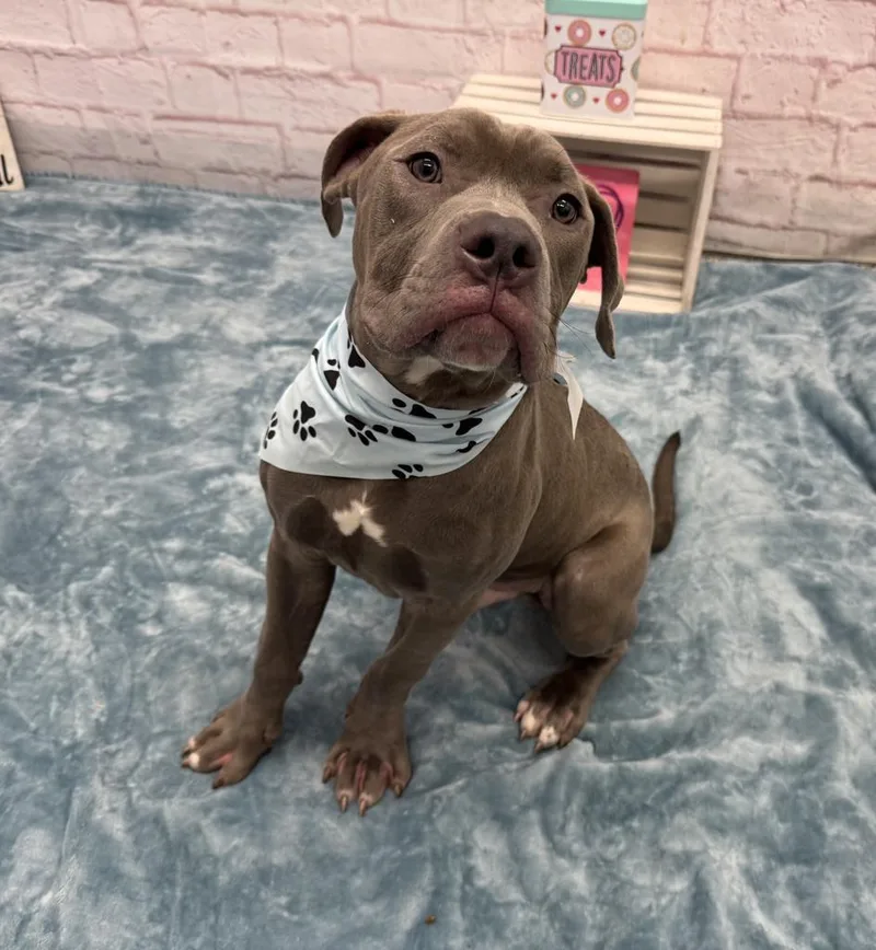 A baby medium-sized male Mixed Breed dog named Cesar Chavez for adoption in Detroit, MI